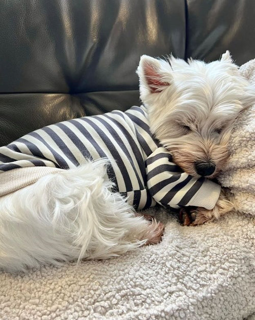 Striped Dog Sweatshirt